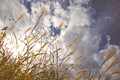 Late Summer Sky
