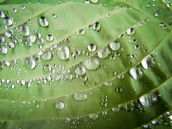 Dew drops on leaf