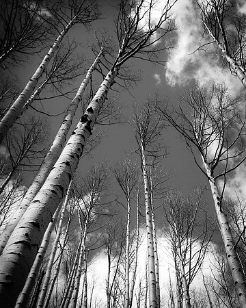 Aspens