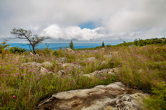 Wind at Dolly Sods, WV