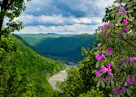 Rhododendrons in the NRG