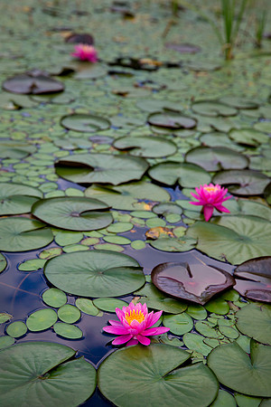 Plum Orchard Lake Lily Pads