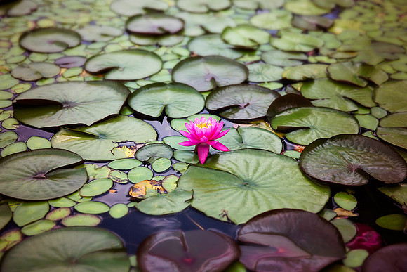 Lily Pad