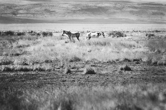 Texas Horses B&W