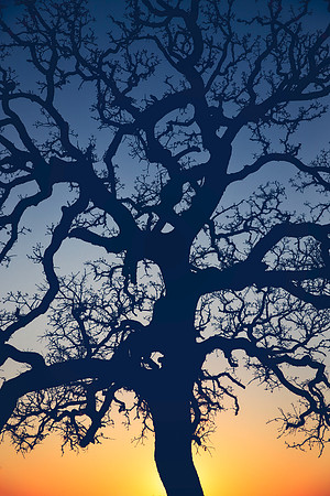 Texas Tree Sunset