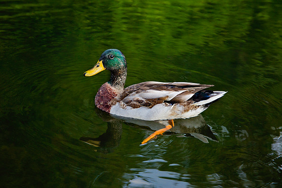 Mallard on Plumb Orchard Lake