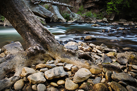 Paint Creek Roots