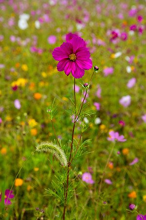 West Virginia Wildflowers