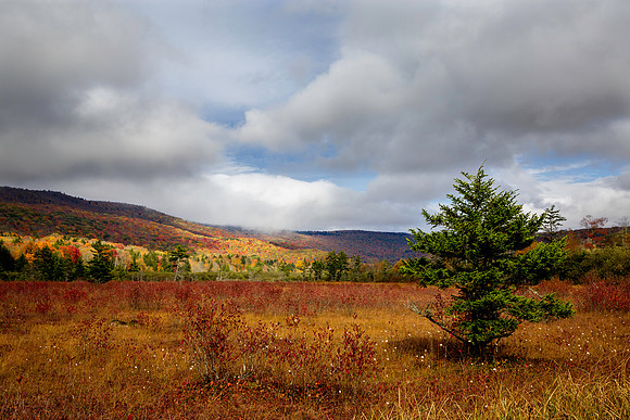 Cranberry Glades, WV