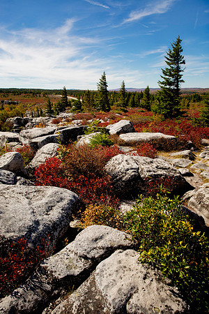 Dolly Sods
